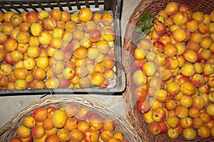 Prunus armeniaca fruits photo