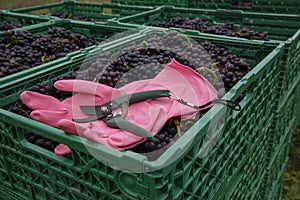 Boxes of grapes, gloves and secateurs. Wine Industry