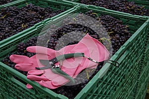 Boxes of grapes, gloves and secateurs. Wine Industry