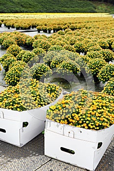 Boxes and pots with chrysanthemums