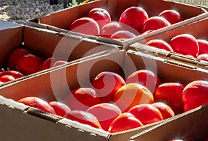 Boxes of ripe canning tomatoes in the sun