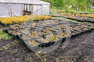 Boxes with seedlings around the greenhouse. Young plants in black boxes. Growing and planting seedlings. Gardening. Plant saplings