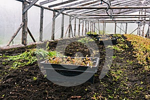 Boxes with seedlings in the greenhouse. Plant seedlings for planting. Young plants in black boxes. Growing and planting seedlings