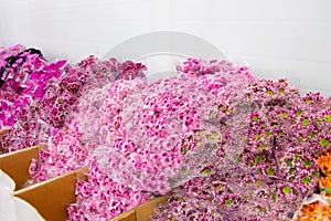 Boxes with various varieties of bouquets of flowers in the wholesale warehouses of the plant and flower manufacturer