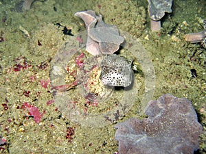 Boxfish