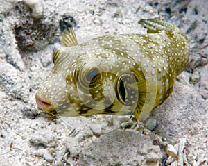 Boxfish