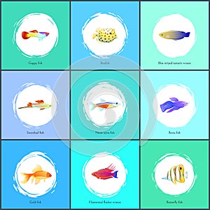 Boxfish and Blue Tamarin Set Vector Illustration
