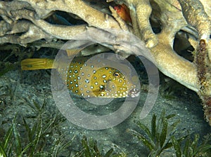 Boxfish , emale , red sea