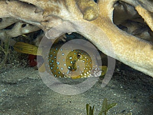Boxfish , emale , red sea