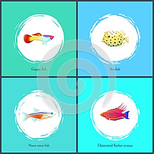 Boxfish and Filamented Flasher Vector Illustration