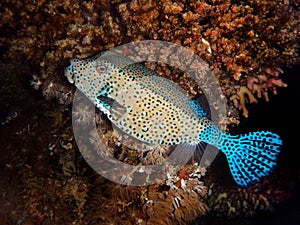 Boxfish, Fury Shoal