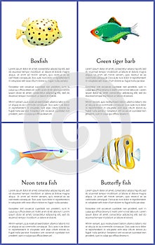 Boxfish and Green Tiger Barb Vector Illustration