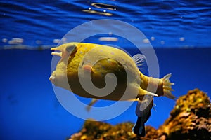 Boxfish, Lorro photo