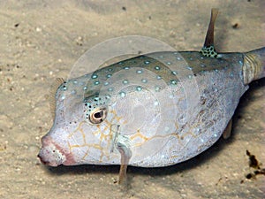 Boxfish macro photo