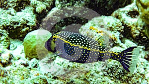 Boxfish Ostracion cubicus in the Maldives.