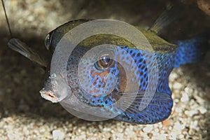 Boxfish, red sea  ,eilat