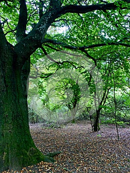 Boxhill forest
