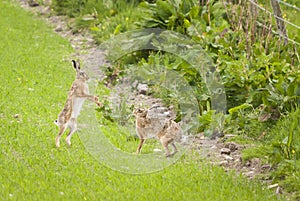 Boxing Brown Hares