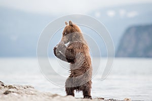 Boxing cub bear