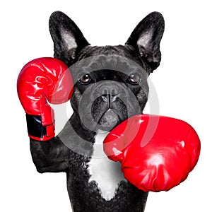 Boxing dog