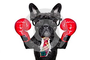 Boxing dog