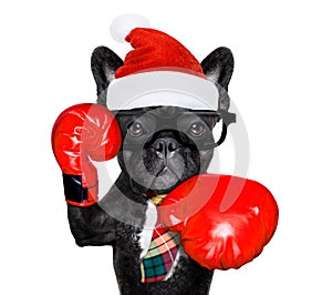Boxing dog on christmas holidays