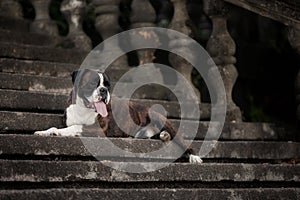 A boxing dog imposingly lying on the stairs