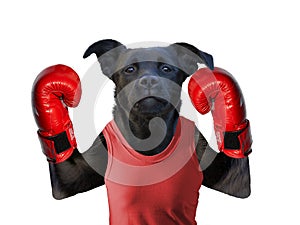 Boxing dog on white isolated background in boxing glove