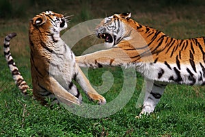 Boxing Siberian tiger