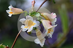 Boxleaf Honeysuckle Linnaea yunnanensis, orange-white flowers