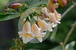 Boxleaf Honeysuckle Linnaea yunnanensis, pending orange-white flowers