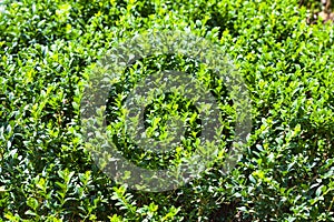 Boxtree shrub in sunny summer day