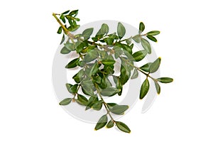 Boxwood