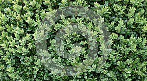 Boxwood background