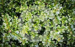 Boxwood background