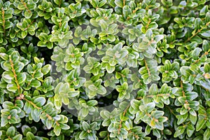 Boxwood background