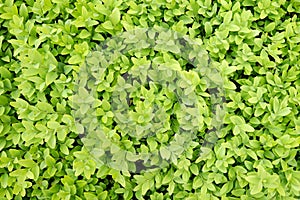 Boxwood background in the spring garden