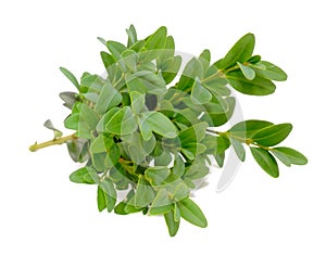 Boxwood (Box) Branches with Green Leaves