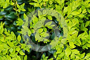 Boxwood boxtree box fresh and dark green leafs