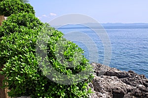 Boxwood, boxus on the Mediterranean Sea coast