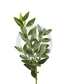 Boxwood branch isolated on a white background.