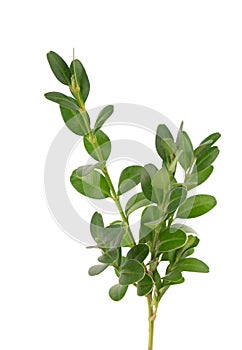 Boxwood branch isolated on white background. Green boxwood sprig. Buxus with clipping path