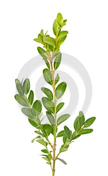 Boxwood branch isolated on white background. Green boxwood sprig. Buxus with clipping path