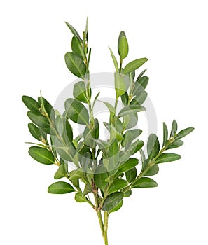 Boxwood branch isolated on white background. Green boxwood sprig. Buxus with clipping path