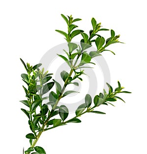 Boxwood branch on a white background