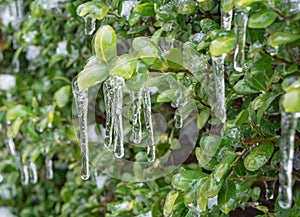 Boxwood Bush Encased in Ice - 2