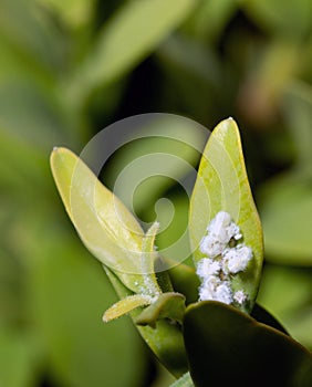 boxwood bush with pests, mealybug, pest control, insecticides