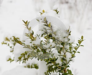 Boxwood bush winter day in the snow