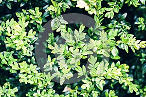 Boxwood Buxaceae, with leaves texture background, plants in a garden photo