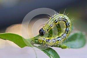 The boxwood caterpillar, box fire, dangerous pest, voracious, eats leaves